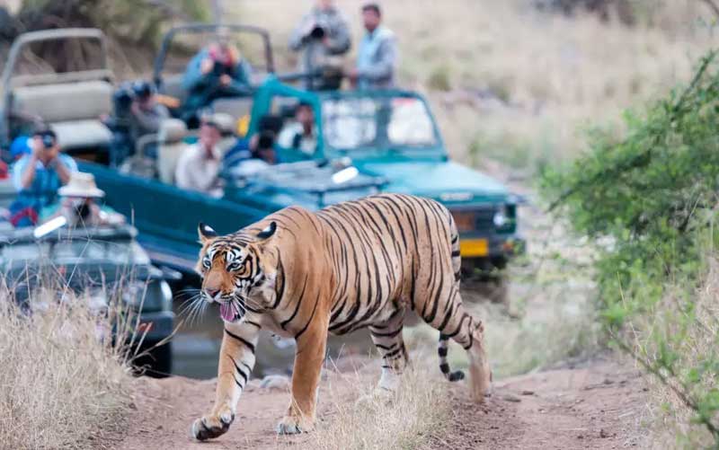 Ranthambore National Park