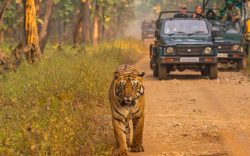 Mudumalai Tiger Reserve