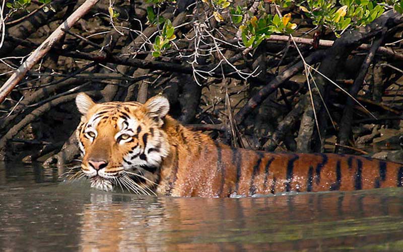 Sundarban National Park