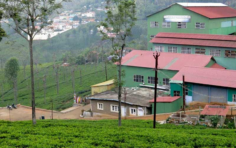 Tour the Tea Factory & Tea Museum