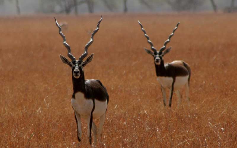 Vallanadu Sanctuary