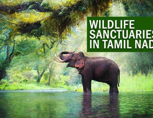 8 Top Wildlife Sanctuaries in Tamil Nadu That Are Antidote to Exhaustion