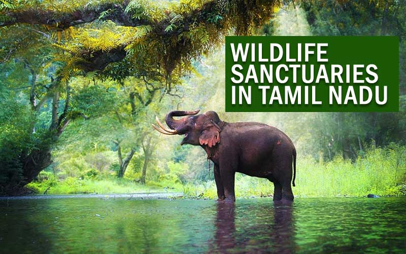 Wildlife Sanctuaries in Tamil Nadu
