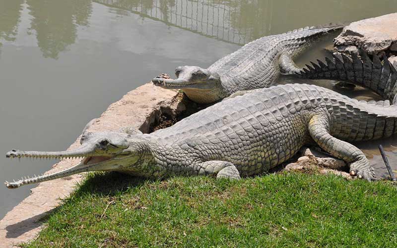 Crocodile Breeding Center