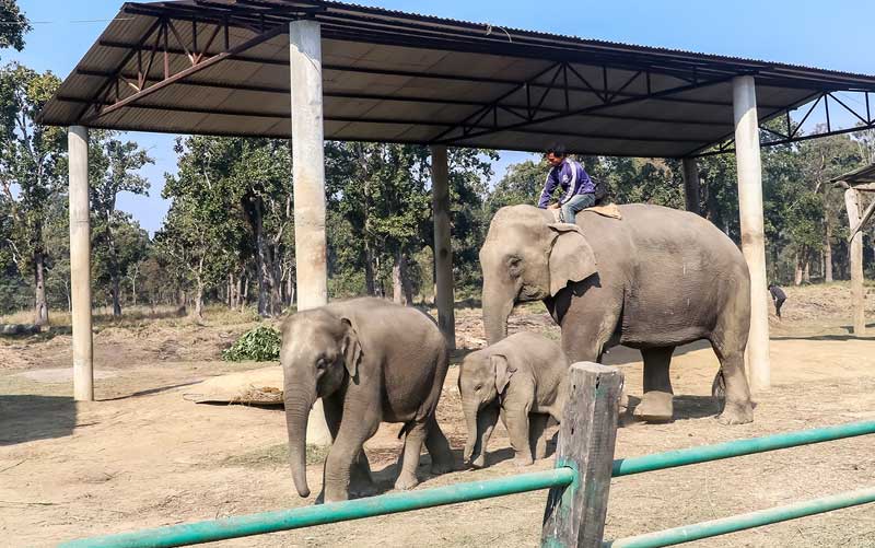 Elephant Breeding Center