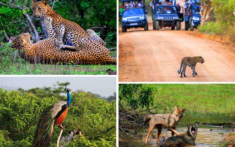 Yala National Park