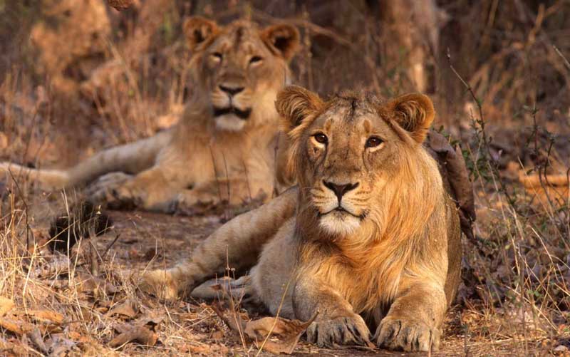 Gir National Park