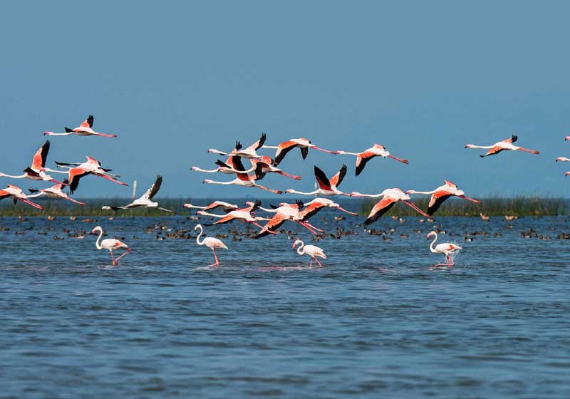 Chilika Lake