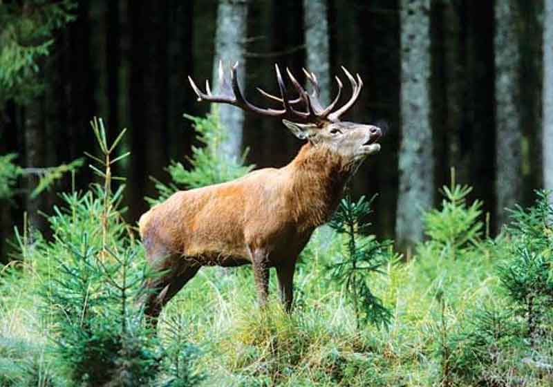 Dachigam National Park