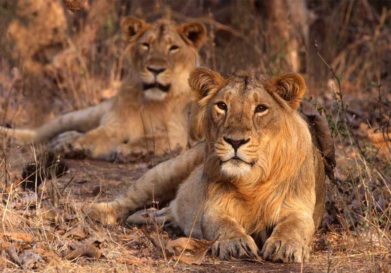 Gir National Park