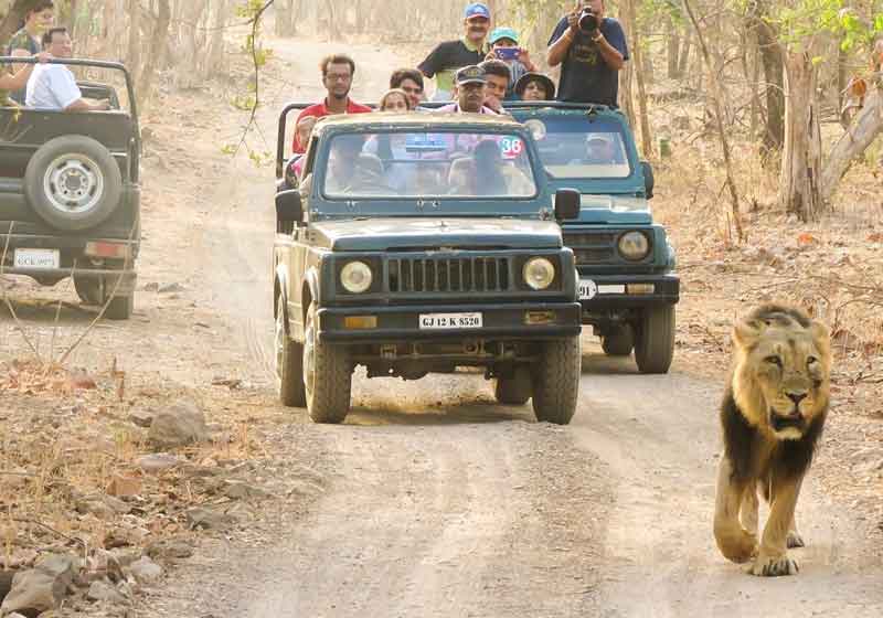 Wildlife Safari in Gir National Park