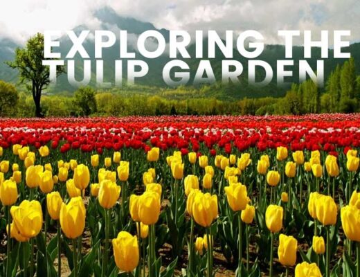 Enchanting Beauty: Exploring the Tulip Garden Kashmir