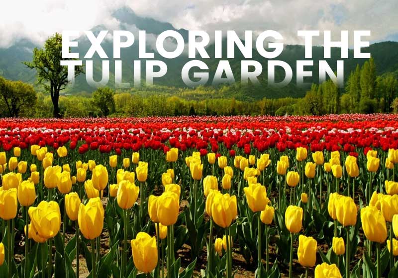 Exploring the Tulip Garden Kashmir