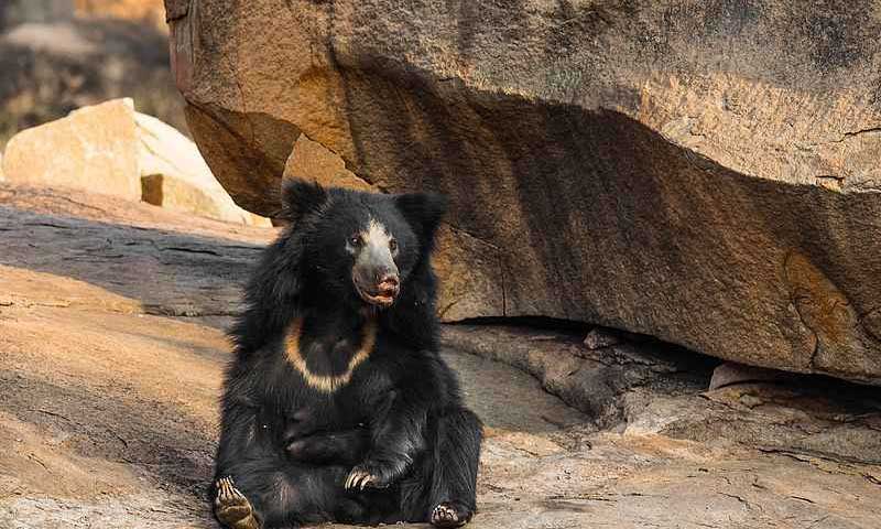 Mount Abu Wildlife Sanctuary