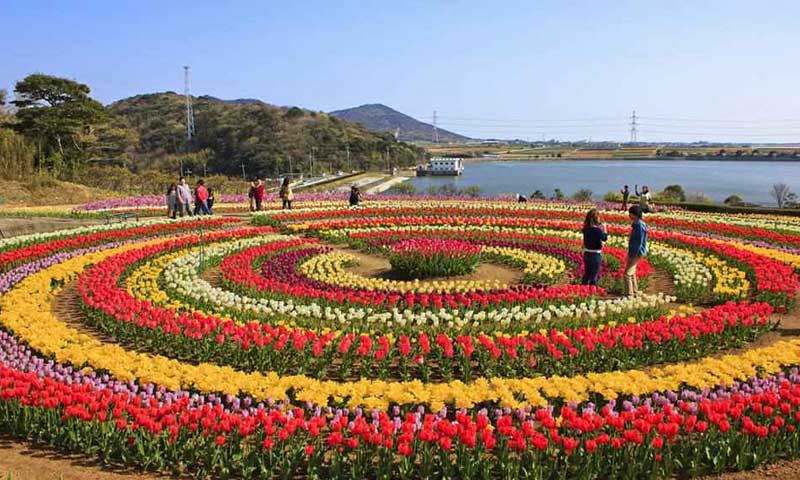 Tulip Garden Kashmir