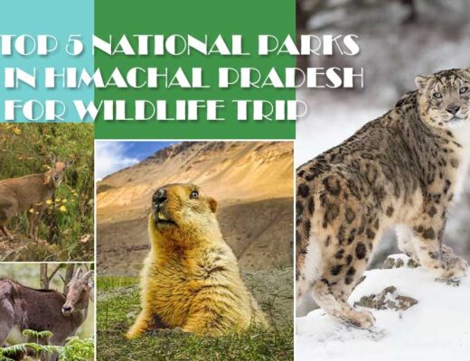 Top 5 National Parks in Himachal Pradesh for Wildlife Trip