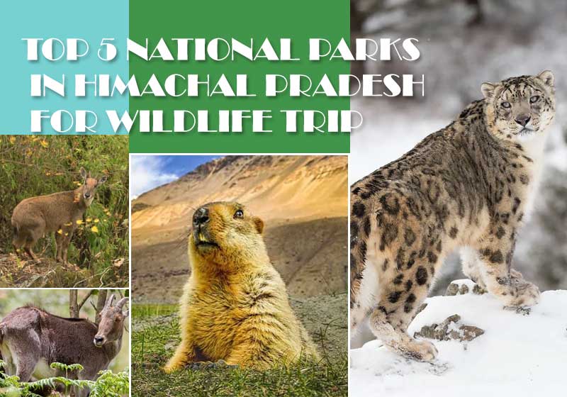 Famous Wildlife Sanctuaries in Himachal Pradesh