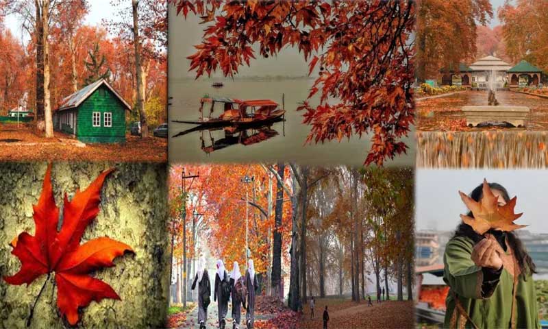 The Autumn Palette: Nature's Masterpieces