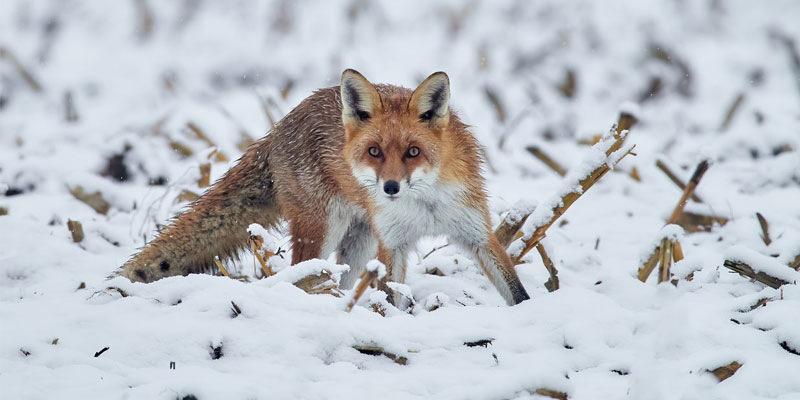 Gulmarg Wildlife Sanctuary