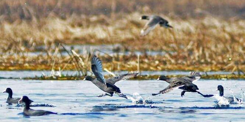 Hokersar Wildlife Sanctuary