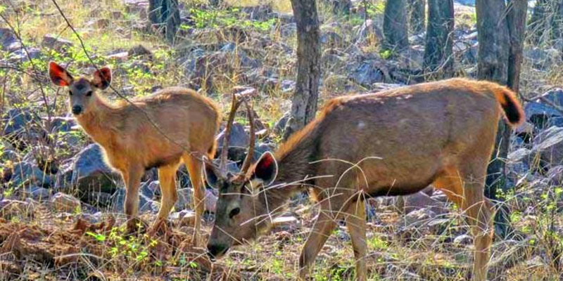 Surinsar-Mansar Wildlife Sanctuary