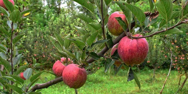 Visit the Apple Orchards