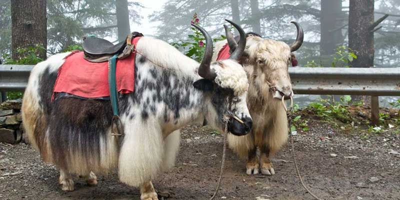 Yak Riding