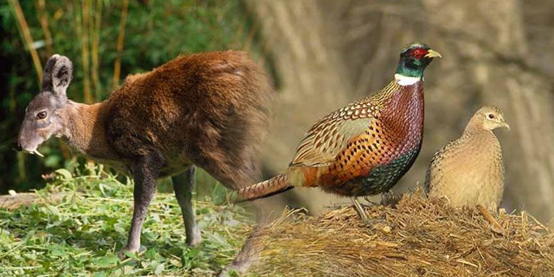 Nandini Wildlife Sanctuary