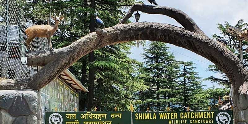 Shimla Water Catchment Wildlife Sanctuary – Catch Nature