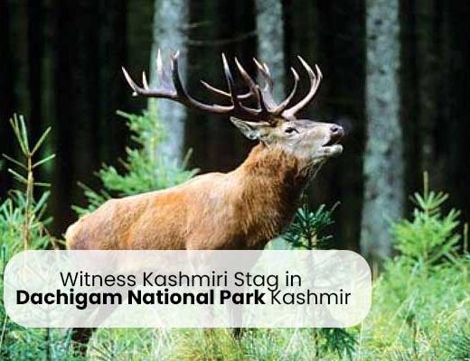 Witness Kashmiri Stag in Dachigam National Park Kashmir