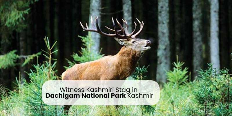 Dachigam National Park Kashmir