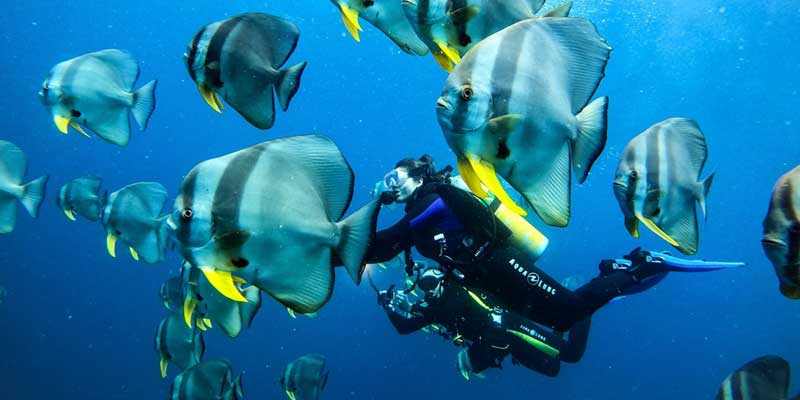 Nassimo Thila  Diving maldives