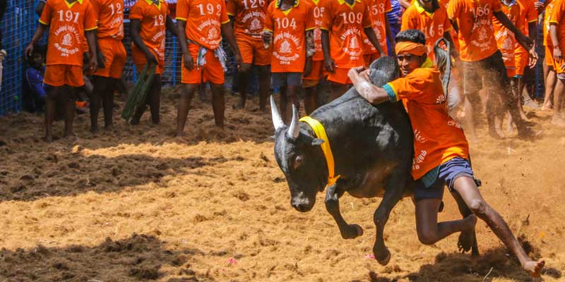 Jallikattu