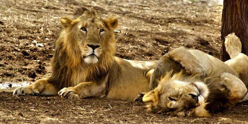 Gir National Park