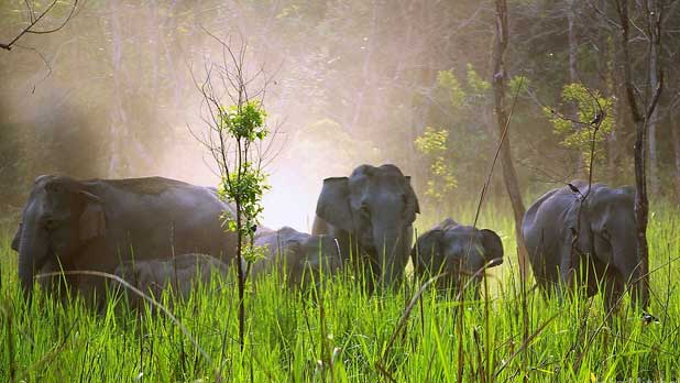 Wildlife Tour Of Assam