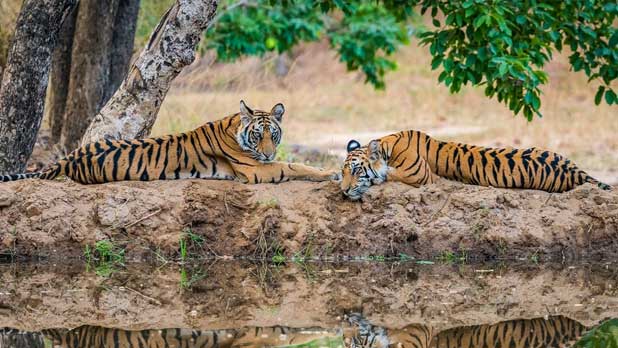 Bandhavgar tour package