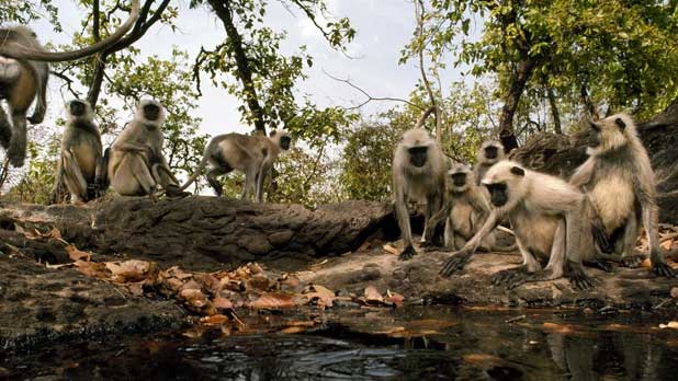 bandhavgarh tour package