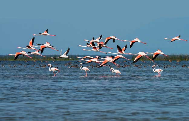 chilika lake orissa