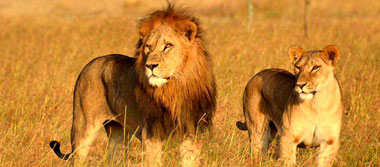 Grand Gujarat Tour Package Grand Gujarat Tour Package