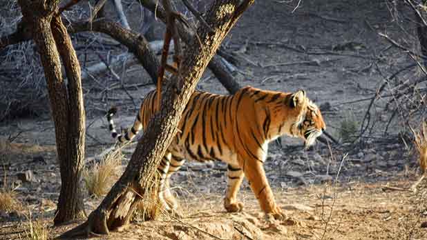 Golden Triangle With Ranthambore