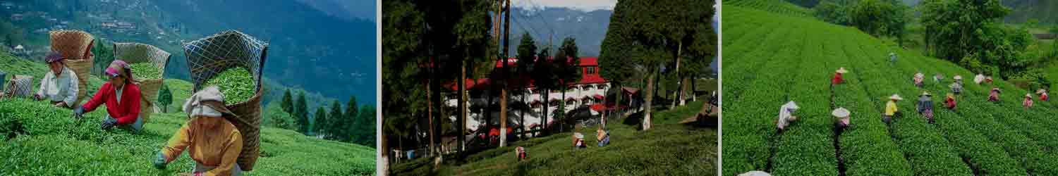 Happy Valley Tea Estate