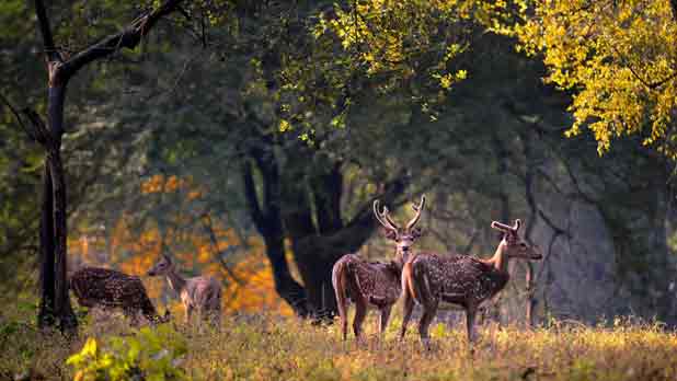 Maharashtra Wildlife Tour