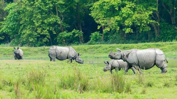 kaziranga tour package
