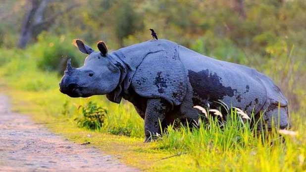 Assam Wildlife Tour 6 nights