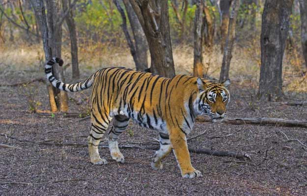 ranthambore national park