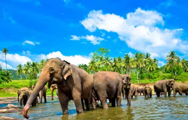 romantic honeymoon tour sri lanka