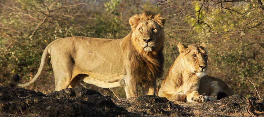Sasan Gir Tour Package