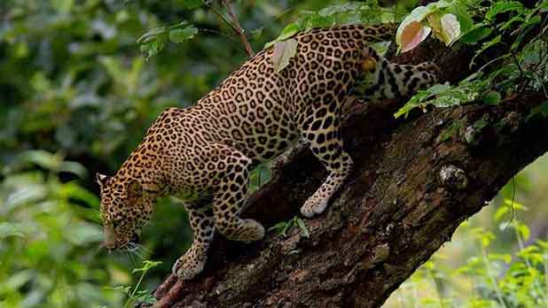 Bandipur Jungle Safari with Mysore