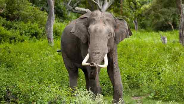 Kanha & Bandhavgarh National Park 