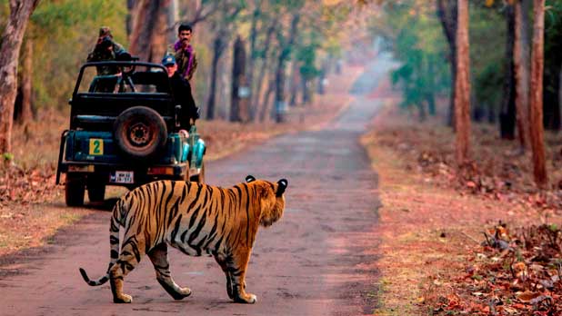 tadoba tours